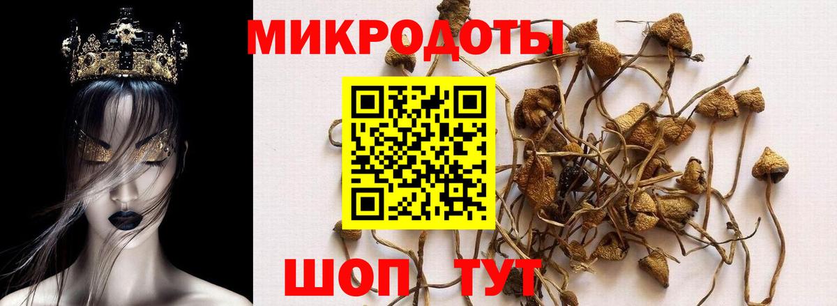 Галлюциногенные грибы Cubensis Белебей